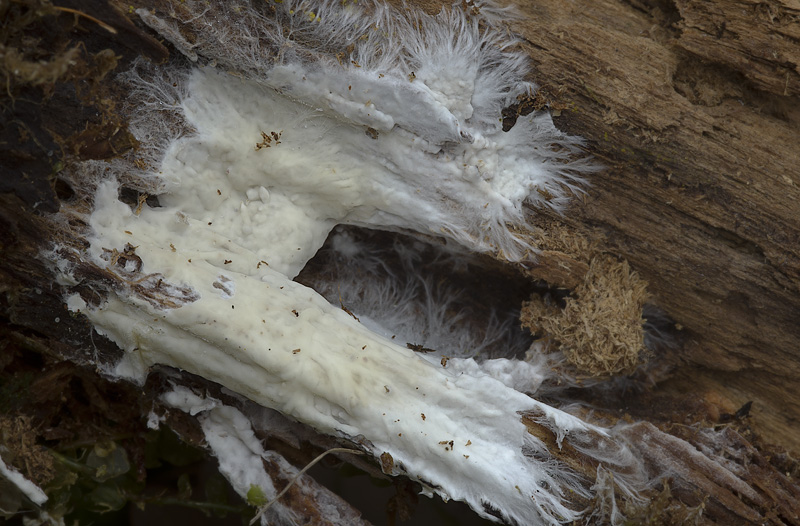 Vesiculomyces citrinus